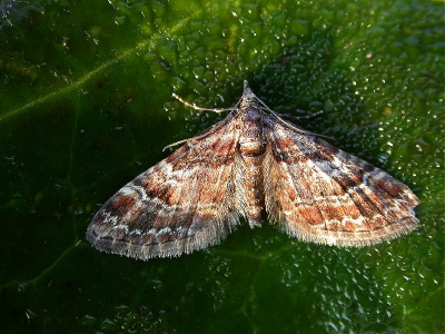 Double-striped pug (Gymnoscelis rufifasciata) Kenneth Noble
